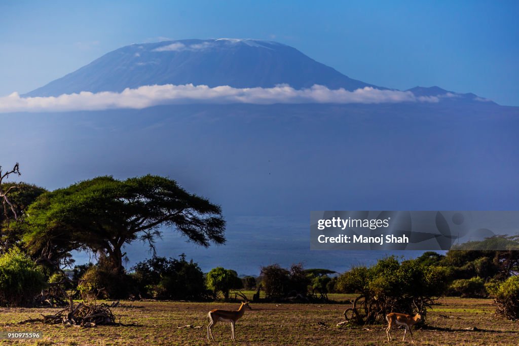 Thomson's gazelles in front of Mount Kilimanjaro