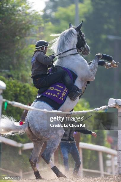 Time G1 champion Gold Ship rearing up at Ritto Training Center on June 2, 2015 in Ritto, Shiga Prefecture, Japan. Gold Ship is the winner of Satsuki...