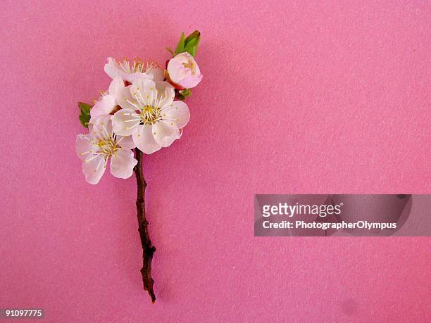 almond blossom on pink background - almond branch stock pictures, royalty-free photos & images