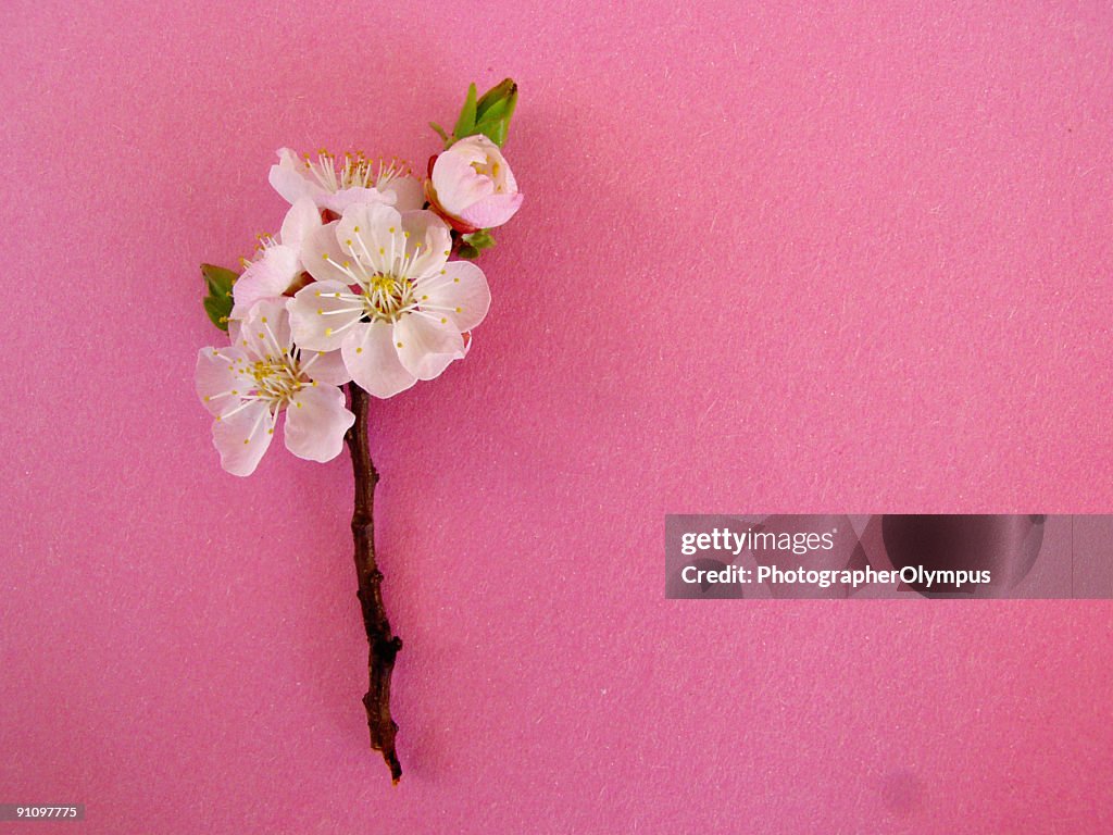 De flores de amêndoa em Fundo rosa