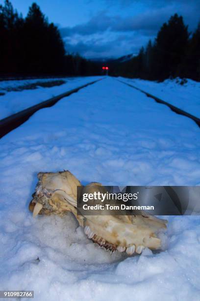 animal skull in the snow - animal skull stock-fotos und bilder