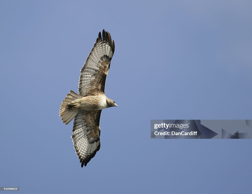 Hawk