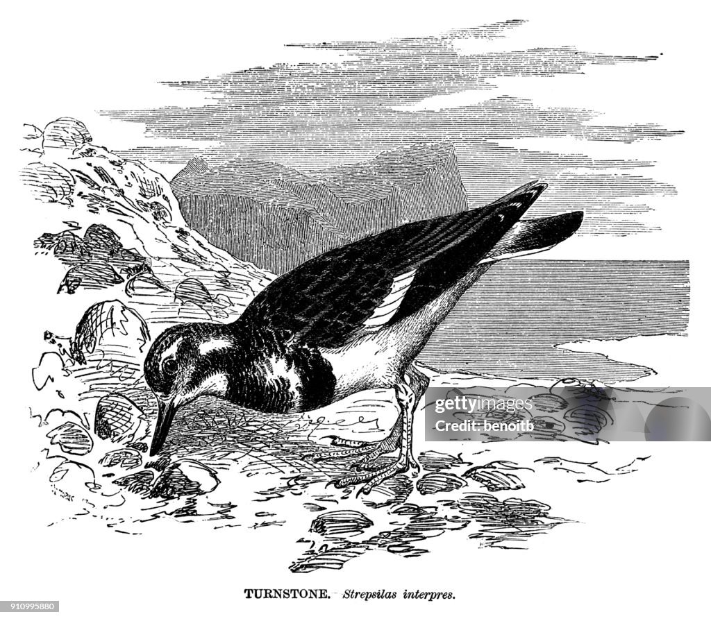 Turnstone