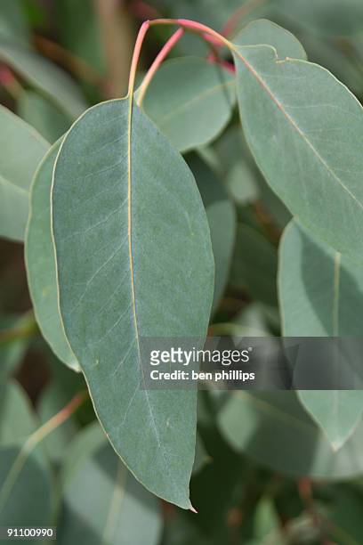 hojas de goma - hoja de eucalipto fotografías e imágenes de stock