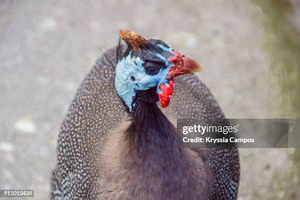 close-up of guinea fowl - guinea fowl stock-fotos und bilder