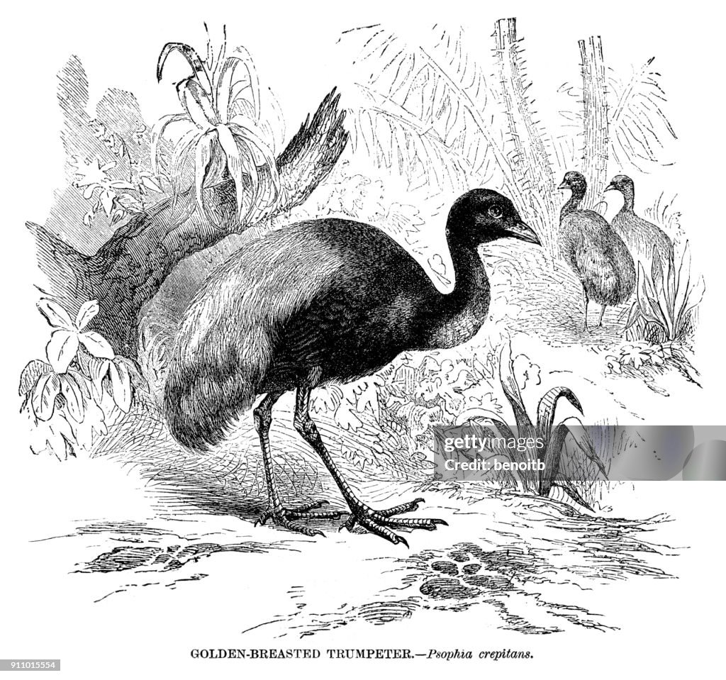 Golden-breasted trumpeter