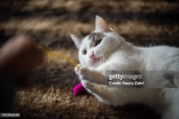 cat playing with toy - munchkin cat bildbanksfoton och bilder