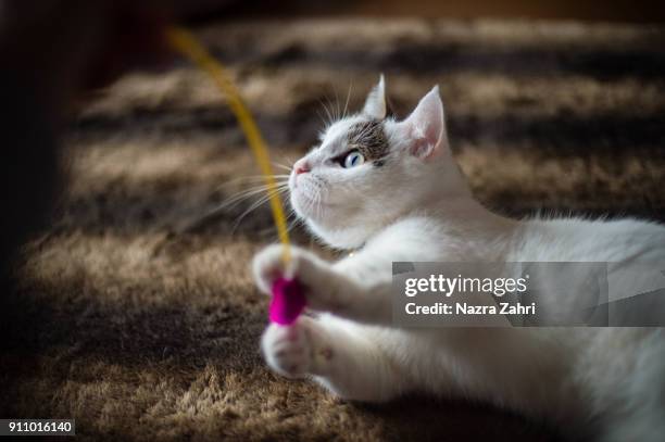 cat playing with toy - tabby munchkin cat bildbanksfoton och bilder