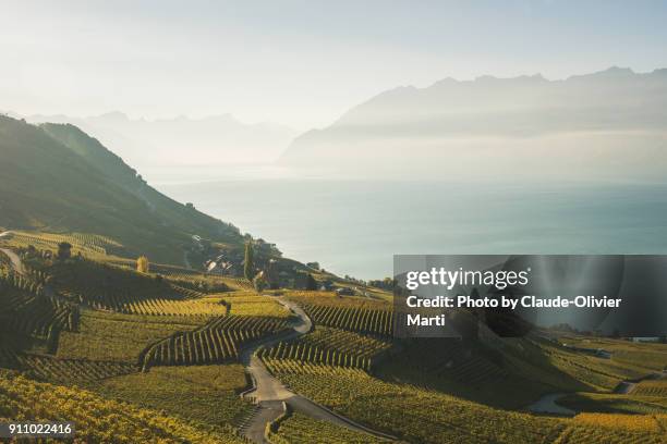 the lavaux, switzerland - lake geneva switzerland stock pictures, royalty-free photos & images