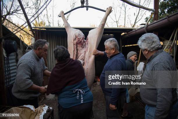Woman collects the entrails of the animal during the first phase of slaughter on January 13, 2018 in Salerno, Italy. The traditional slaughter of...