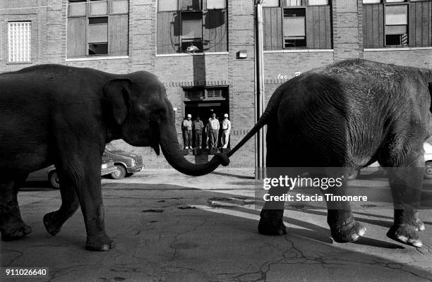 Ringling Brothers elephants walk from the train to the United Center in preparation for the circus on November 18 Chicago, Illinois, United States.