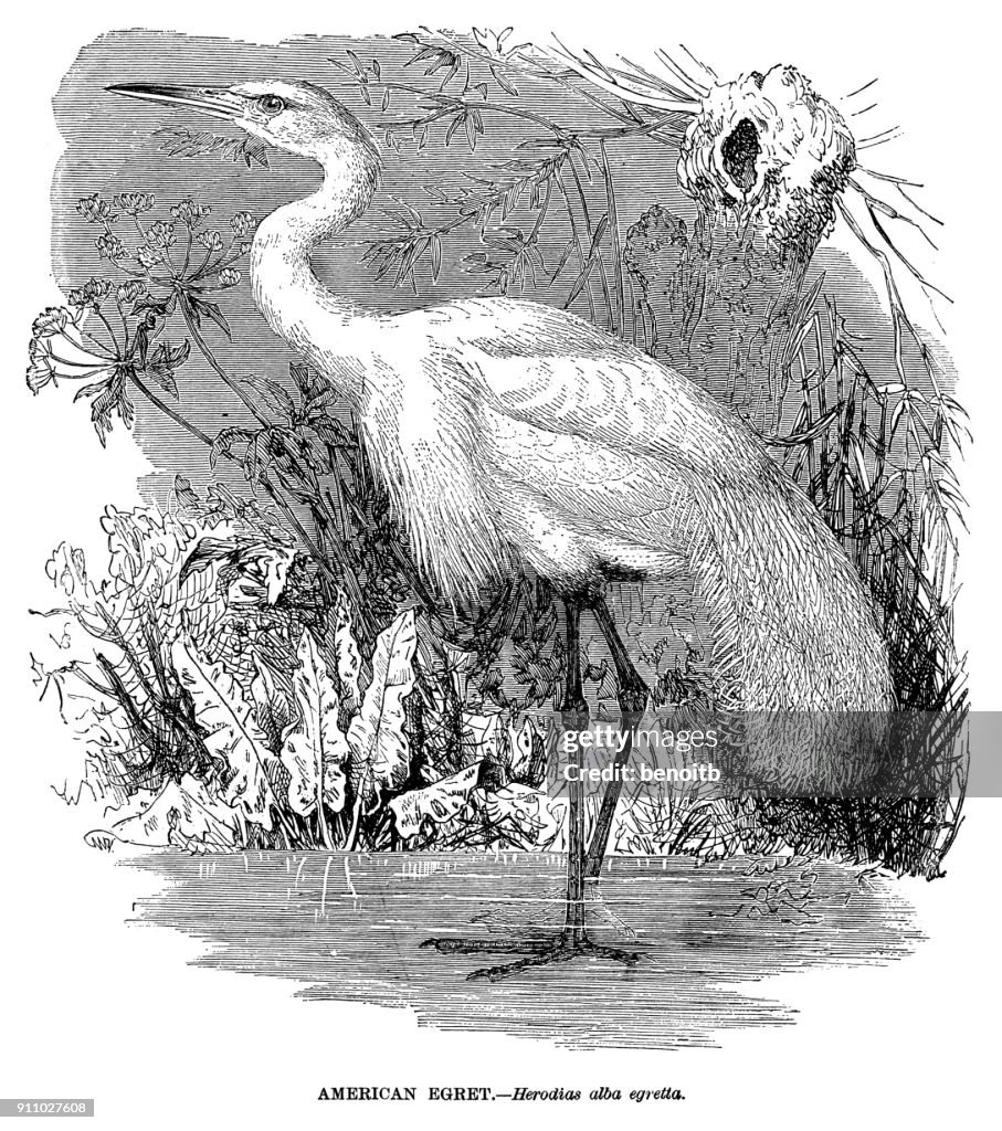 American Egret