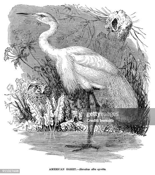 american egret - great egret stock illustrations