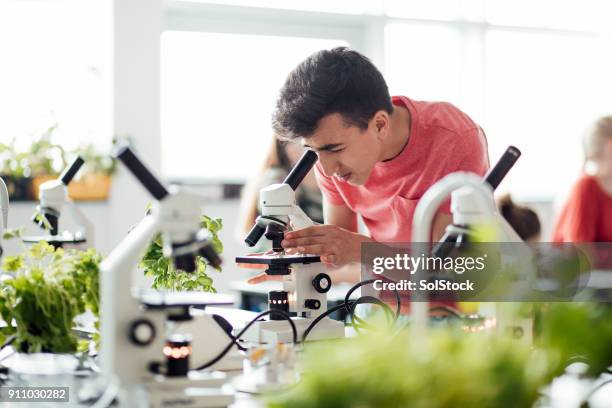 student op zoek naar beneden microscoop - biologisch stockfoto's en -beelden