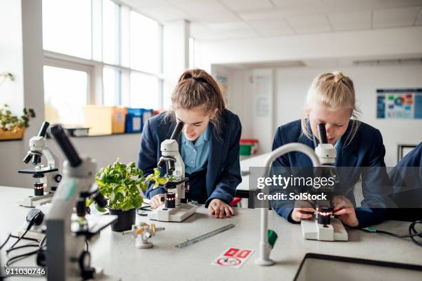 met behulp van de microscoop - plant stem stockfoto's en -beelden