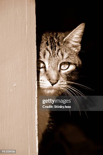猫のポートレート - camouflaged cat ストックフォトと画像