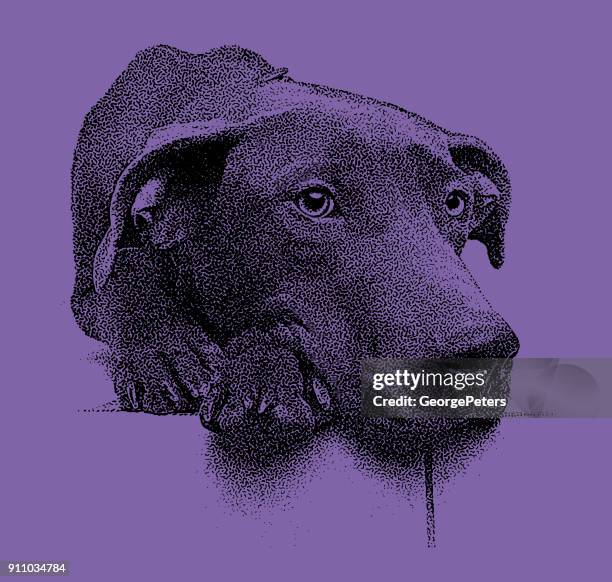Sad Lab Sad Labrador Puppy Photos and Premium High Res Pictures - Getty Images