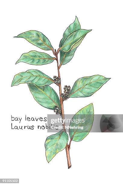 bay leaves, laurus nobilis, botanical drawing in colored pencil - bay leaf white background stock illustrations