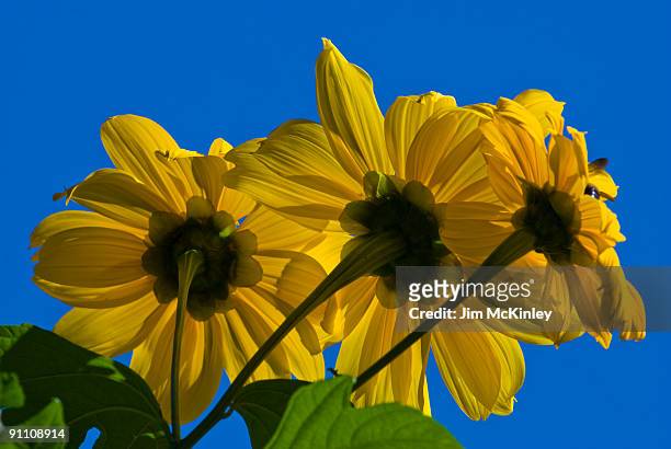 sunflowers - festin stock-fotos und bilder