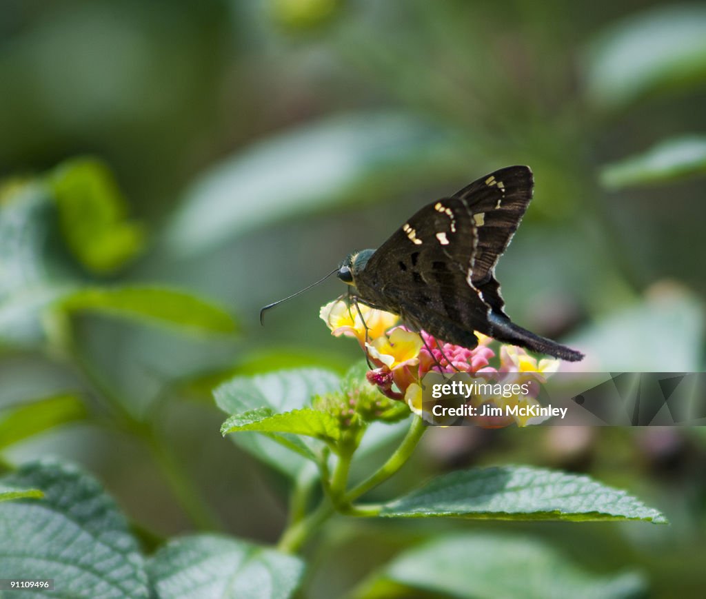 Long-tailed Skipper
