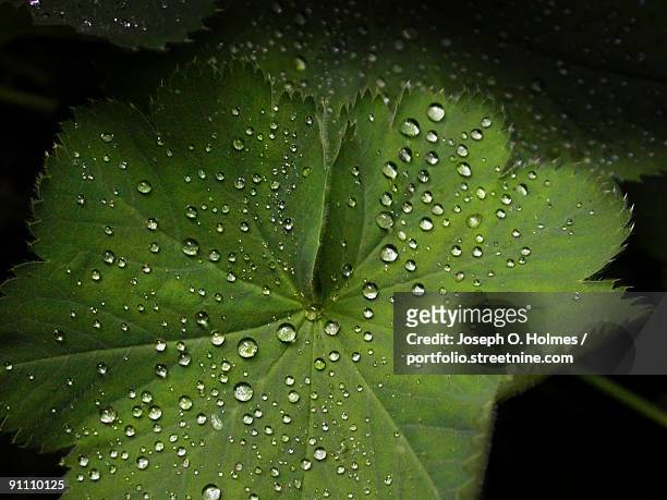 leaf droplets - joseph o. holmes stock pictures, royalty-free photos & images