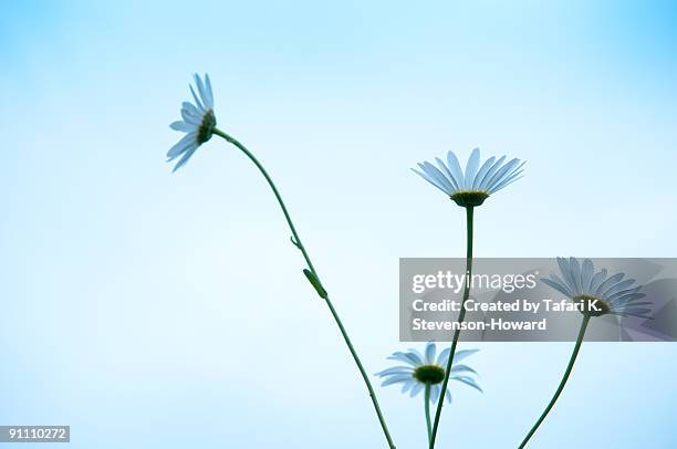 daisies - イプシランティ ストックフォトと画像