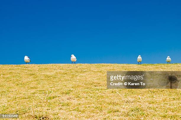 seagulls lined up on landscape - kiama stock-fotos und bilder