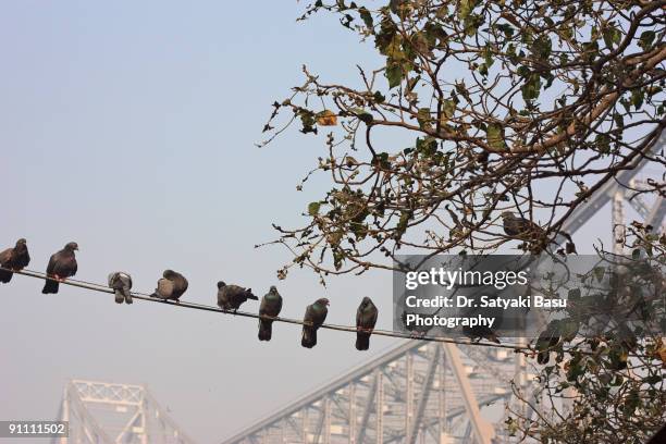 howrah bridge and pigeons - howrah bridge stock pictures, royalty-free photos & images