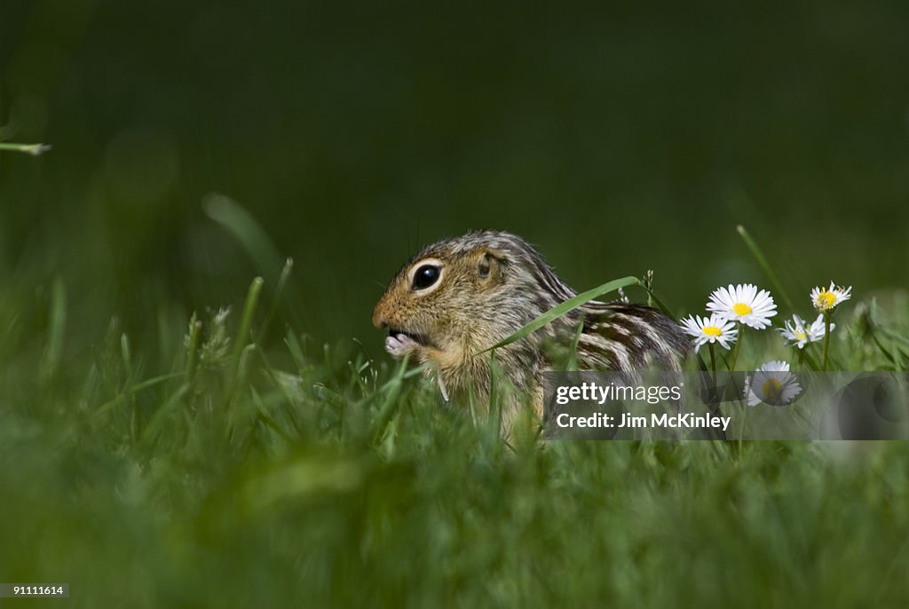 Thirteen-lined Ground Squirrel