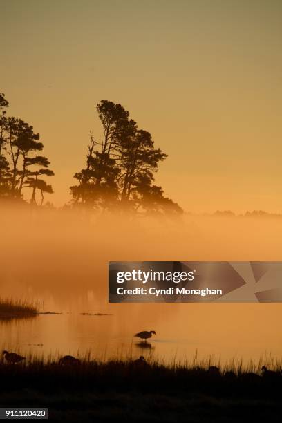 goose standing in water at dawn - küstenschutzgebiet assateague island stock-fotos und bilder