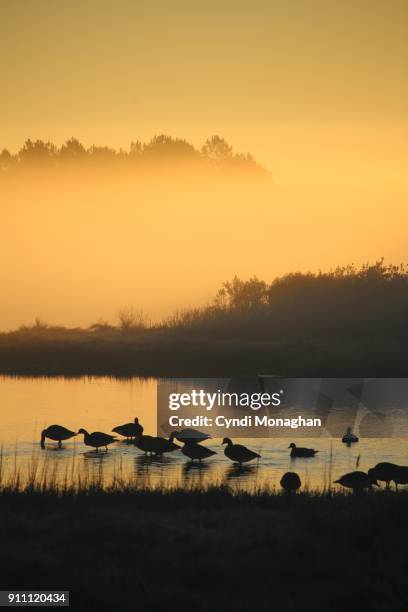 orange sunrise and mist silhouettes flock of geese - küstenschutzgebiet assateague island stock-fotos und bilder