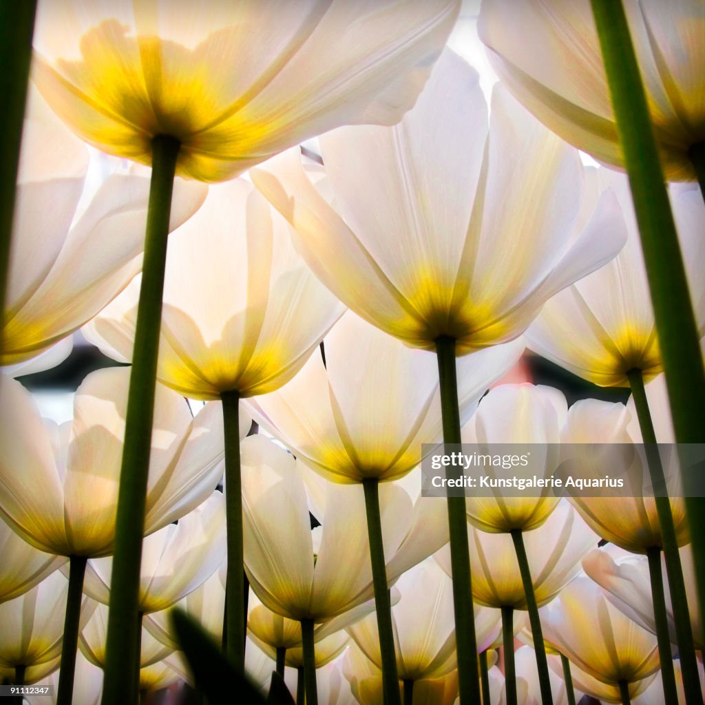 White Tulips