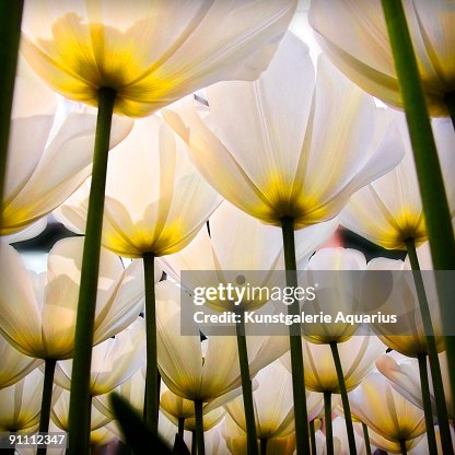 White Tulips White Tulips