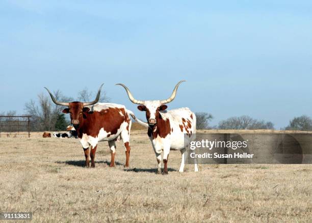 longhorn cattle - cow winter stock pictures, royalty-free photos & images