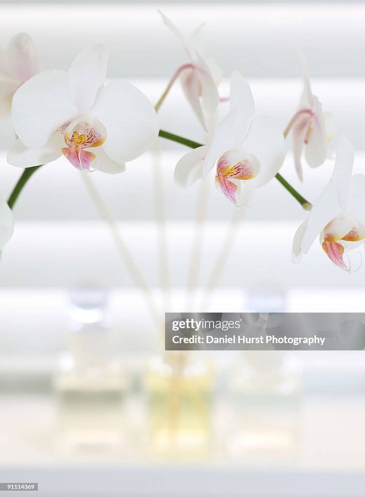 Orchid with spa items in background