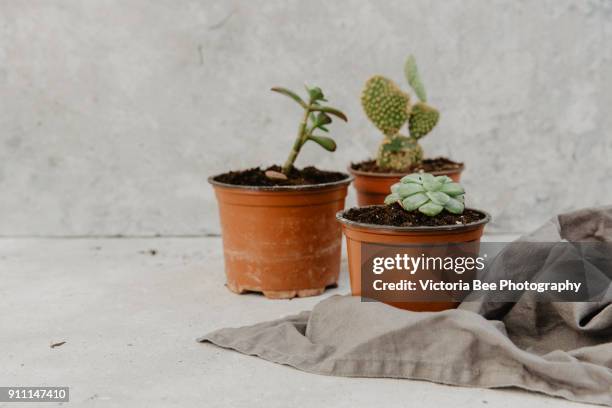 decorative green houseplant in pot - metallic green bee stock pictures, royalty-free photos & images