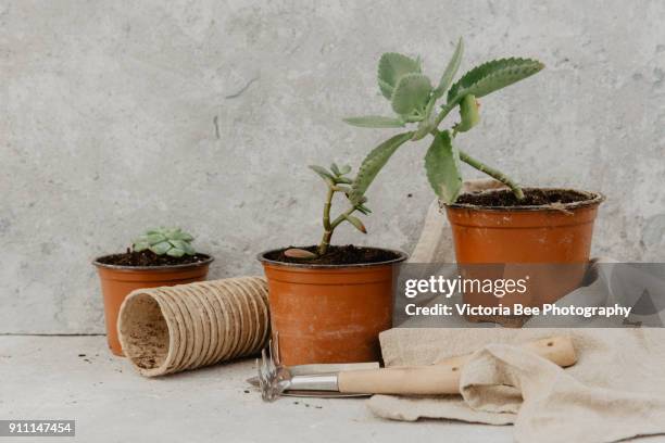 decorative green houseplant in pot - metallic green bee stock pictures, royalty-free photos & images