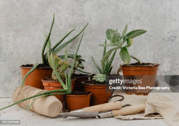 decorative green houseplant in pot - metallic green bee stock pictures, royalty-free photos & images