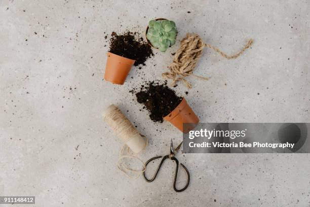 decorative green houseplant in pot - metallic green bee stock pictures, royalty-free photos & images