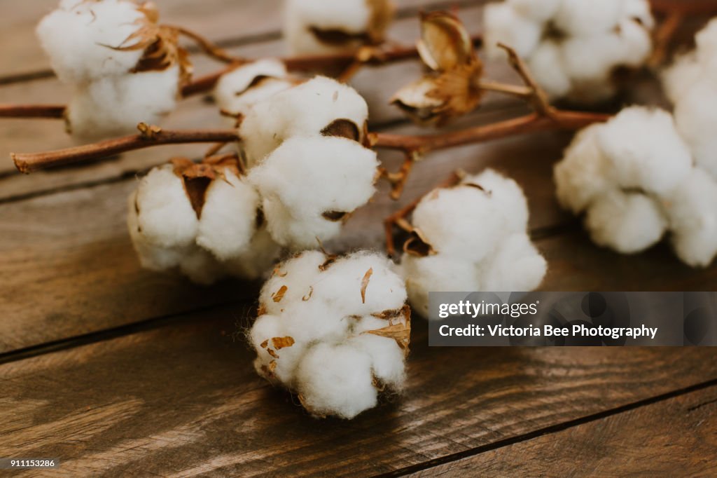 Dried cotton over wooden background