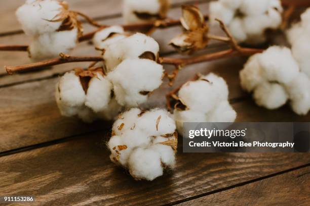 dried cotton over wooden background - baumwolle stock-fotos und bilder
