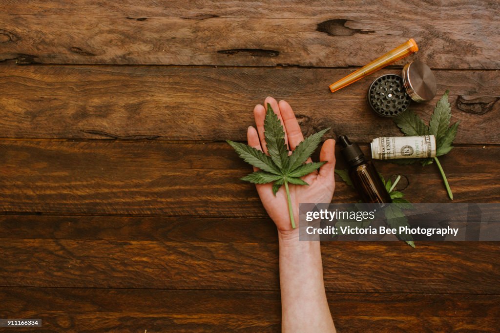 Cannabis green leaf. Green leaves of marijuana in a human hand