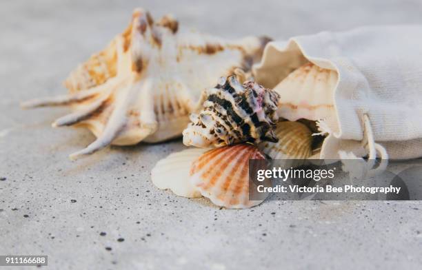 seashells - shell on sand isolated cut out stock pictures, royalty-free photos & images