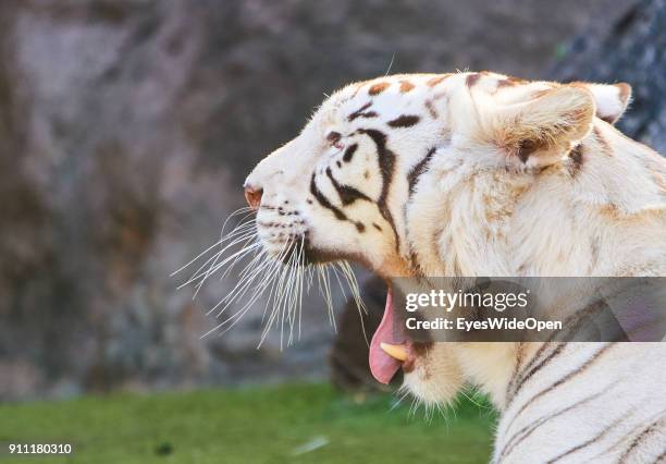 Tourists and locals visit the animal zoo Loro Parque with a white Tiger yawning and showing his canine teeth on January 17, 2018 in Puerto de la...