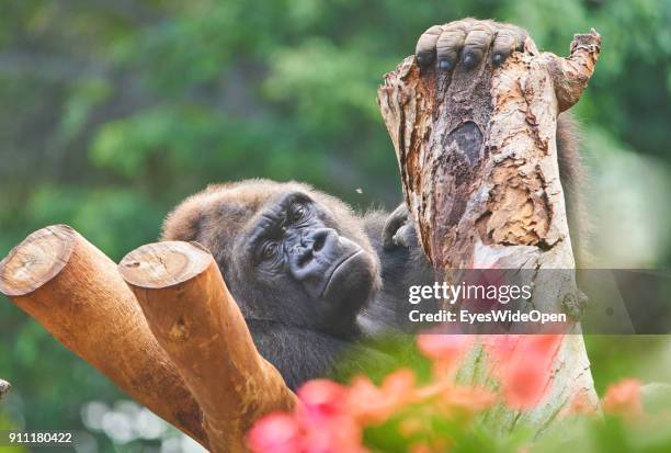 Tourists and locals visit the animal zoo Loro Parque with a Gorilla monkey on January 17, 2018 in Puerto de la Cruz, Tenerife, Spain.