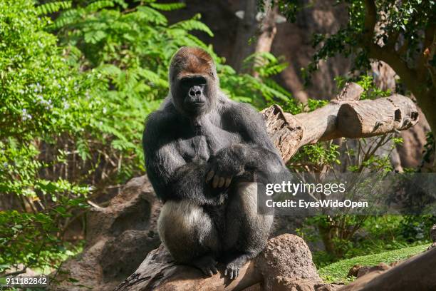 Tourists and locals visit the animal zoo Loro Parque with a Gorilla monkey on January 17, 2018 in Puerto de la Cruz, Tenerife, Spain.