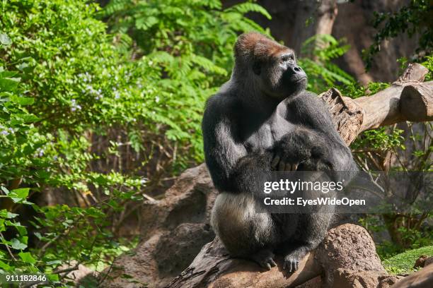 Tourists and locals visit the animal zoo Loro Parque with a Gorilla monkey on January 17, 2018 in Puerto de la Cruz, Tenerife, Spain.