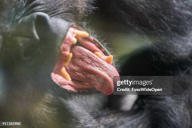 Tourists and locals visit the animal zoo Loro Parque with close-up of the teeth and tougue, wide open mouth of a Gorilla monkey on January 17, 2018...