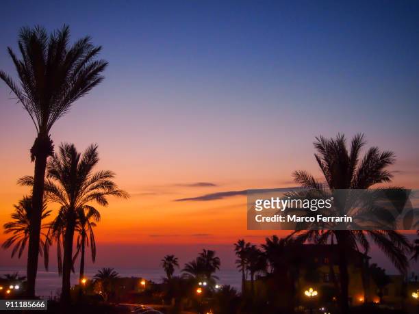 silhouette of palm trees at sunset over mediterranean sea, israel - jaffa stock-fotos und bilder