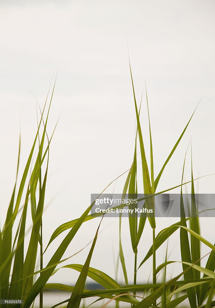 Wild grasses along the coast, Southampton,NY